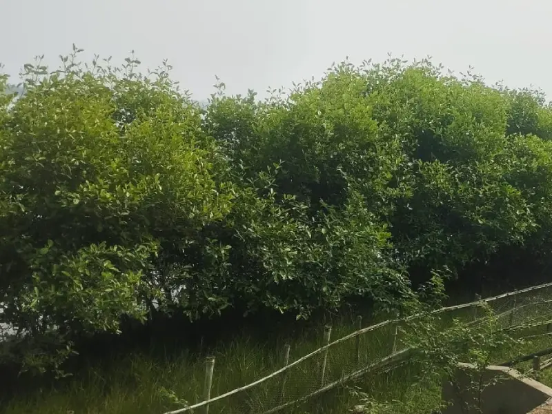 Bandhan Climate Action Programme